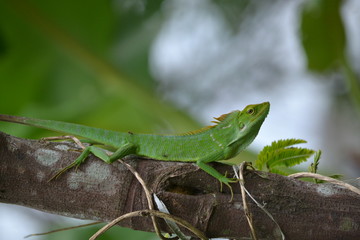 Mane chameleon on the tree stalk