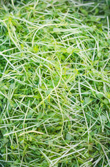 image of traditional soy sprout