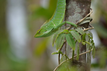 Mane chameleon on the tree stalk