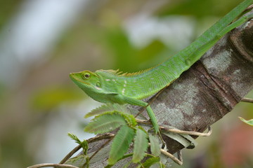 Mane chameleon on the tree stalk
