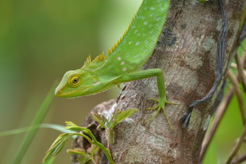 Mane chameleon on the tree stalk