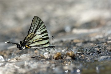 Butterfly from the Taiwan (Pazala eurous) Tailed Such as swords butterfly