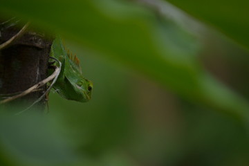 Obraz premium Mane chameleon on the tree stalk