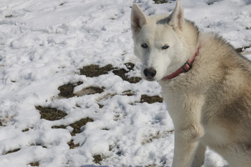 portrait of siberian husky outside in winter