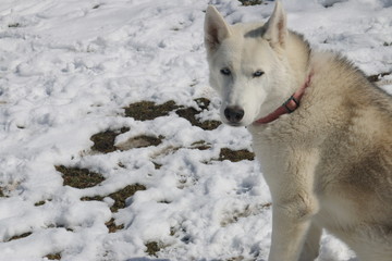 Obraz premium portrait of siberian husky outside in winter