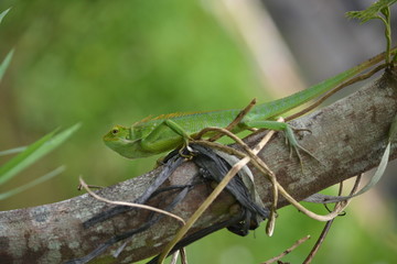 Mane chameleon on the tree stalk