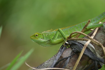 Mane chameleon on the tree stalk