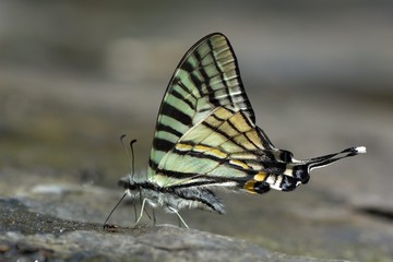Fototapeta na wymiar Butterfly from the Taiwan (Pazala eurous) Tailed Such as swords butterfly