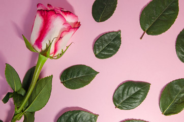 pink rose with falling green leaves