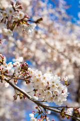 咲き始めた桜の花