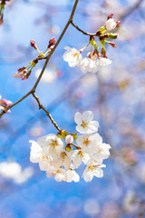 咲き始めた桜の花