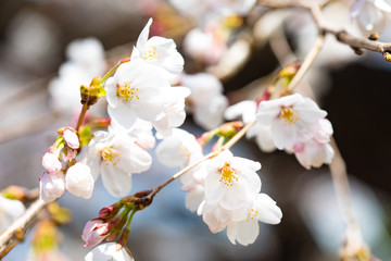 咲き始めた桜の花