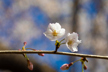 咲き始めた桜の花