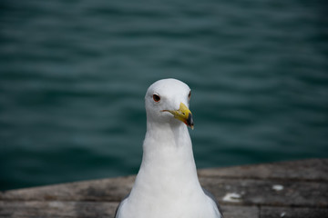 Seagull portrait and close up with the mediterranean sea in the background. Barcelona, Spain