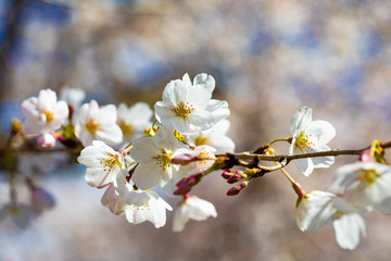 咲き始めた桜の花