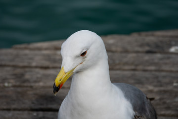 Seagull portrait and close up with the mediterranean sea in the background. Barcelona, Spain