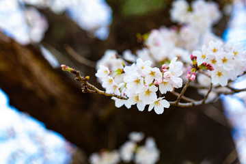 咲き始めた桜の花