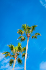 Fototapeta premium Palm trees and blue skies