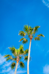 Naklejka premium Palm trees and blue skies