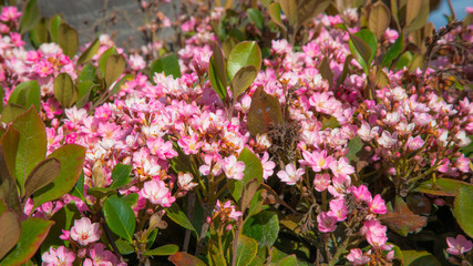 Pink spring flowers