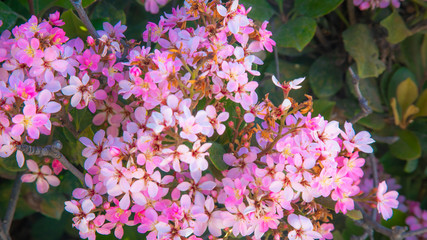 Pink spring flowers