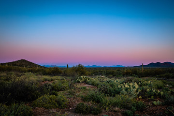 Fototapeta na wymiar Saguaro Desert Sunrise