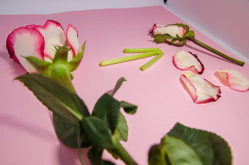 a blooming rose turns into a fading rose
