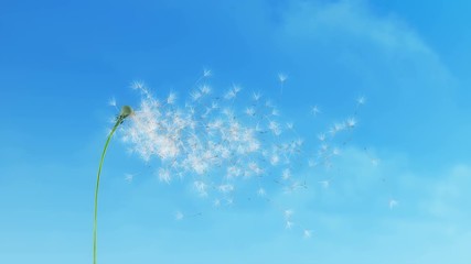 Dandelion Clouds 4K
