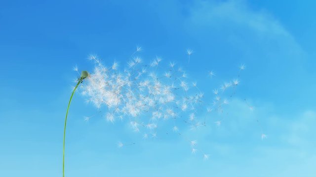 Dandelion Clouds 4K