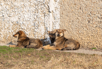 Stray dogs lie on the ground and bask in the sun.