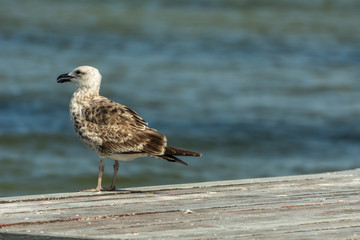 A sigle seagull at the Conceicao Lagoon, in Florianopolis, Brazil.
