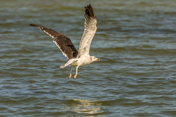 A seagull flying at the Conceicao Lagoon, in Florianopolis, Brazil.