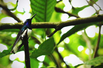 colibri colombiano