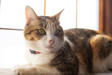 cute calico cat lying by the window