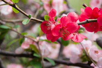 Obraz premium cherry trees spring 2019