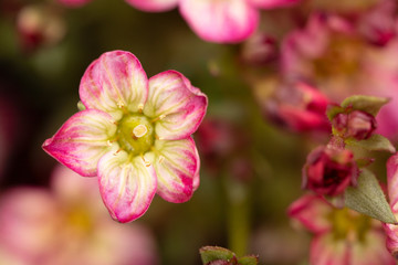 Fototapeta premium tiny pink flowers closeup. macro