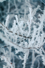 Hoar frost covered twigs in a wintery forest setting, up close on detail with a shallow depth of field.