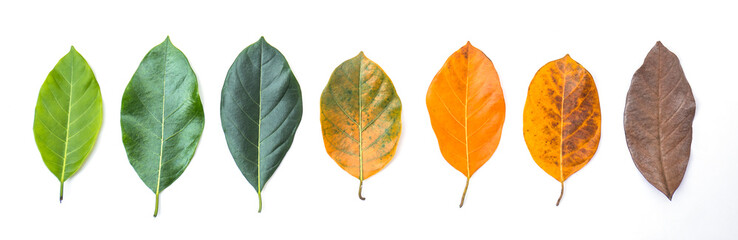Closeup jackfruit leaves in different color and age . Line of colorful leaves in spring autumn...