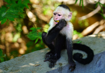 A white-headed capuchin monkey (cebus capucinus) by the pool in Peninsula Papagayo, Guanacaste, Costa Rica