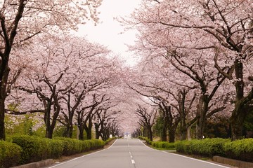 桜の花が満開となってトンネルとなった春の道路 - obrazy, fototapety, plakaty
