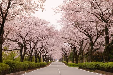 Fotobehang 桜の花が満開となってトンネルとなった春の道路 © 初男 竹本