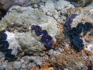 Underwater view of a Giant Clam (Tridacna Gigas) with blue lips in the Bora Bora lagoon, French Polynesia