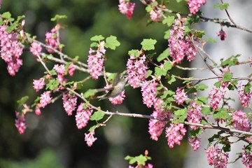 アンナズ　ハチドリ　Anna's  hummingbird
