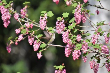 アンナズ　ハチドリ　Anna's  hummingbird