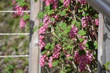 アンナズ　ハチドリ　Anna's  hummingbird