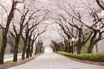 Fototapeta premium 桜の花が満開となってトンネルとなった春の道路