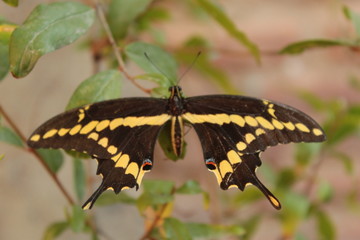 Extendiendo las alas