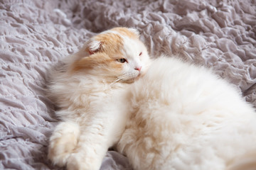Obraz premium cat sleeping peacefully on bed