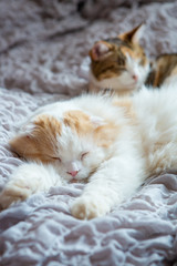 two cats sleeping peacefully on bed