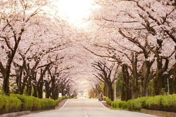 桜の花が満開となってトンネルとなった春の道路